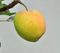 August æble